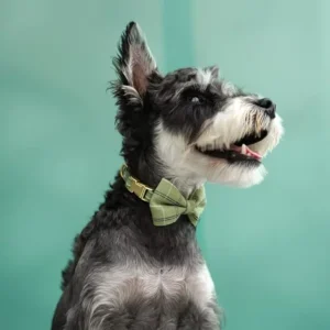 Extra Small Dog Harness Collar and Leash Set - Thumbnail Image 5